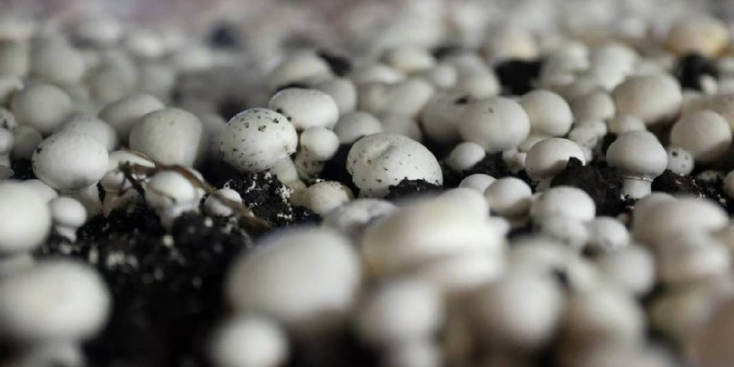 %55 hibeyle kurduğu tesis arı gibi işliyor: Günde 2, ayda 60 ton üretim yapıyor! 7